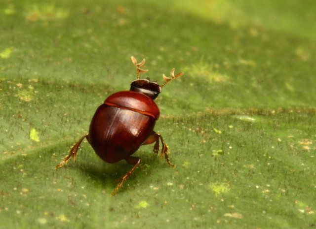lilliputian_beetle