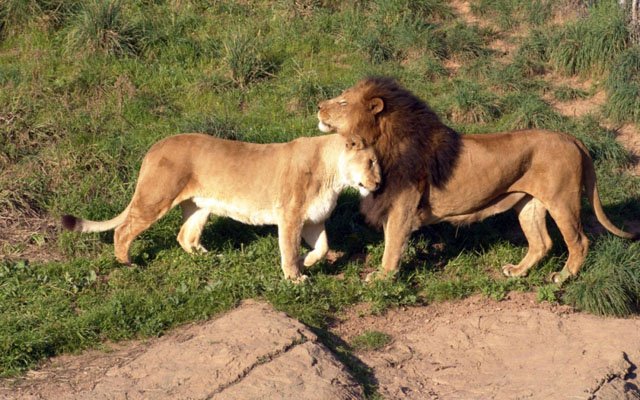 say hi like a lion earth rangers wild wire blog