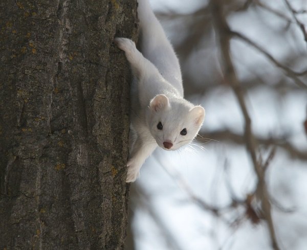 long tailed weasel winter