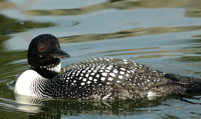 Gettin’ looney for loons! Gettin’ looney for loons!