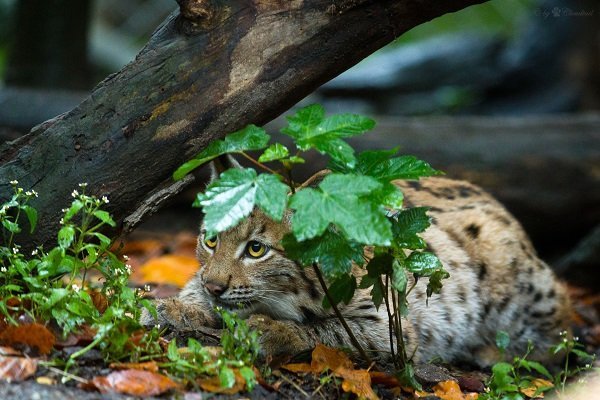 Caption This: What is this lynx cub thinking?