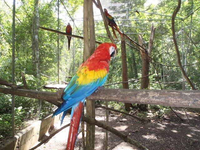 macaw