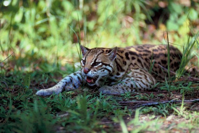 margay