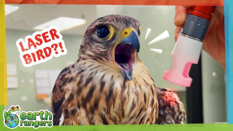 Why Are They Zapping This Bird With Lasers!? 