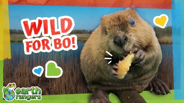 Baby Beaver Loses an Eye But Finds a Home!