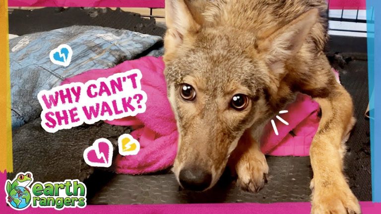This Coyote Couldn’t Stand, But She Refused To Give Up!