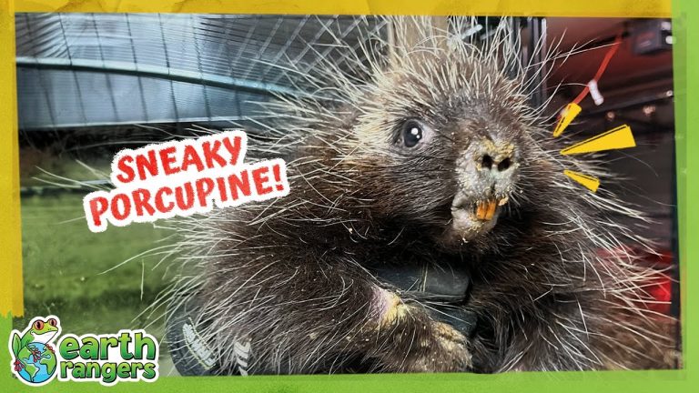 This Hurt Porcupine Is A Secret Escape Artist