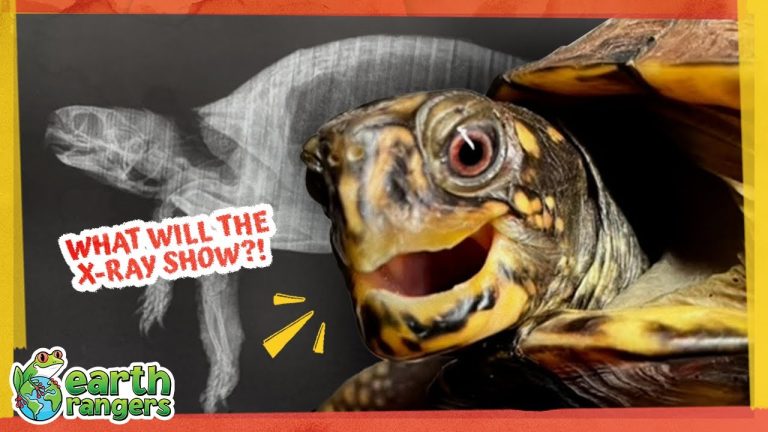 Why Is This Turtle’s Shell Stuffed With Mud?!