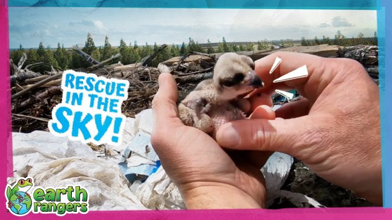 Hero Rescuer Saves Baby Bird Trapped Under A Plastic Bag
