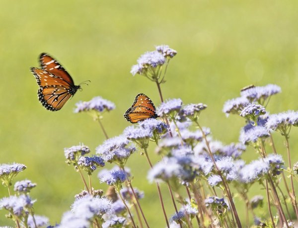 monarch butterfly flying