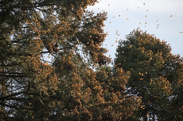 monarch butterflies in a tree