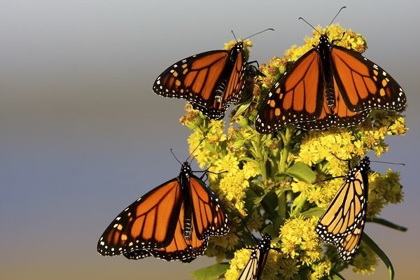 Monarch Butterflies