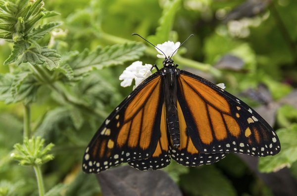 Monarch butterfly resting on a flower