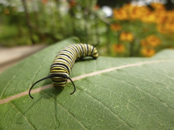 monarch catterpillar