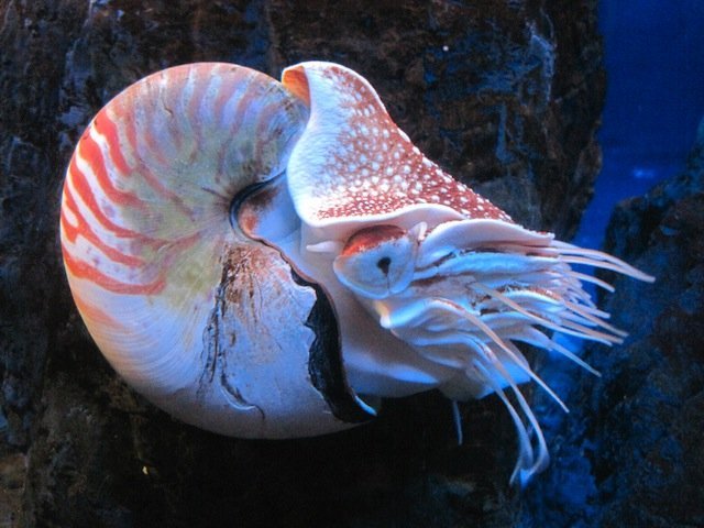 nautilus nautilus, swimming, ocean