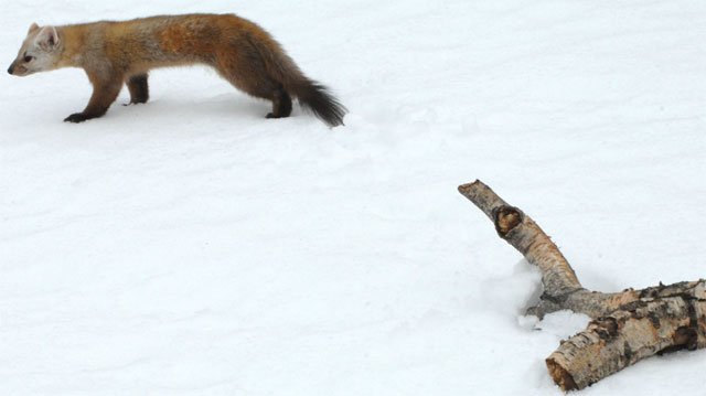 newfoundland_pine_marten newfoundland pine marten