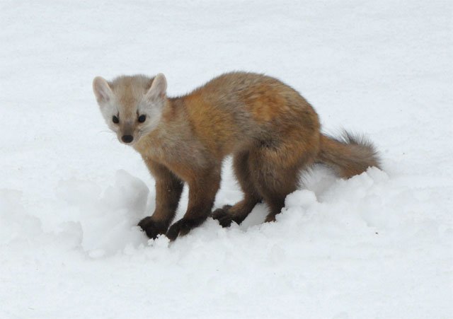 snow_newfoundland_pine_marten newfoundland pine marten
