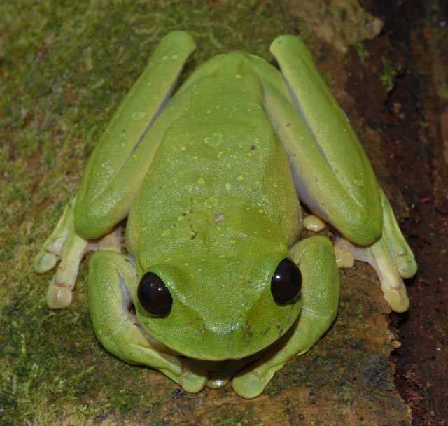 nyctimystes_sp_large_tree_frog_conservation_International_stephen_richards Large tree frog