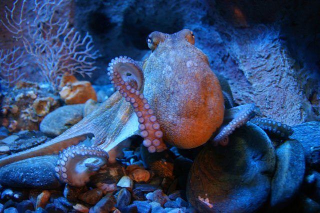 Octopus Decorations