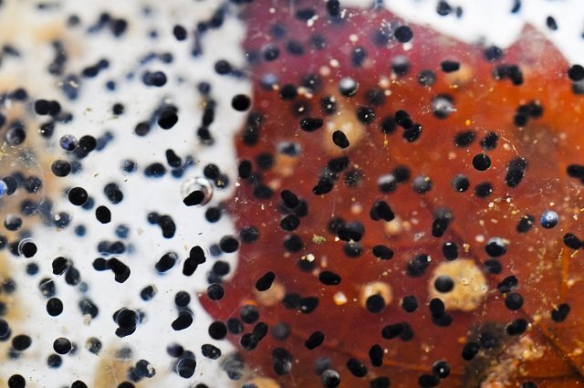 oregon_spotted_frog_eggs_john_healey oregon spotted frog eggs