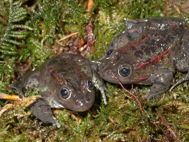 Oregon spotted frogs