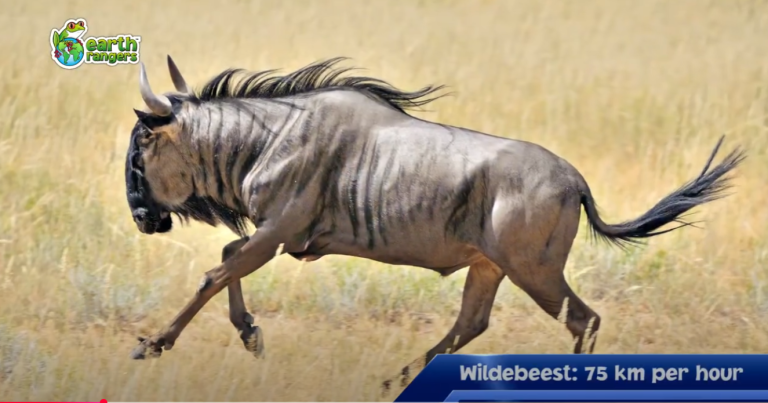 Top 10: Animals That Can Outrun You