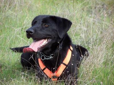 black labrador wildlife detecting black labrador wildlife detecting
