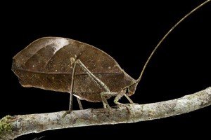 peacock_katydid_pterochroza_ocellata_piotr_naskrecki peacock katydid pterochroza ocellata