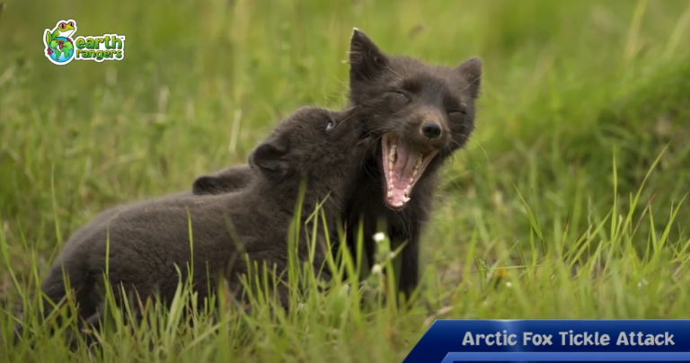 Top 10: Animals Playing Games