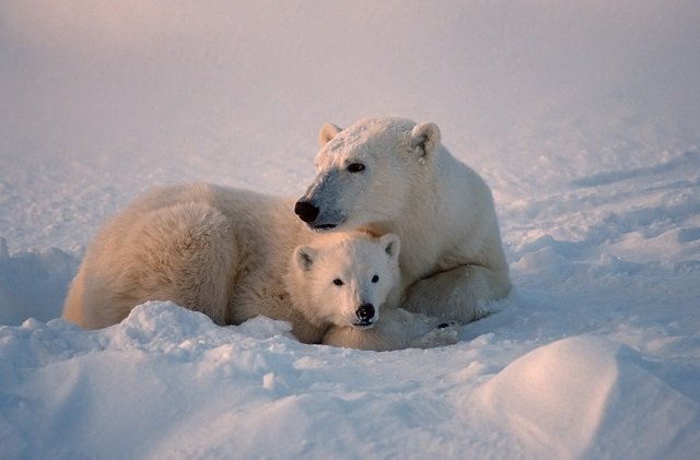Polar power!