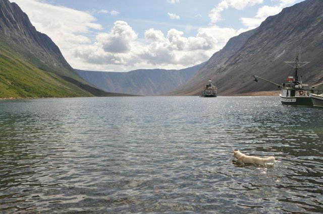 Arctic Shore Line Arctic, Shore Line, boat, dog swimming,