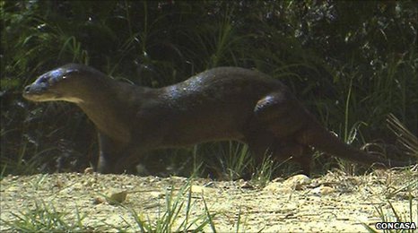 hairy nosed otter hairy nosed otter