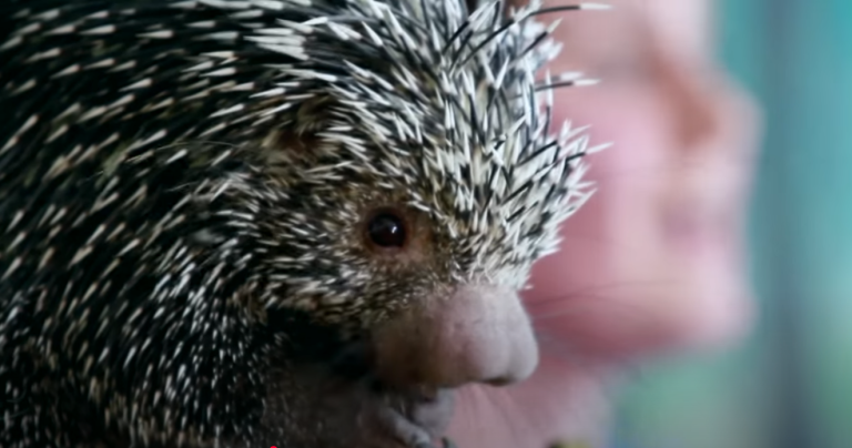 Can a porcupine shoot its quills at predators?