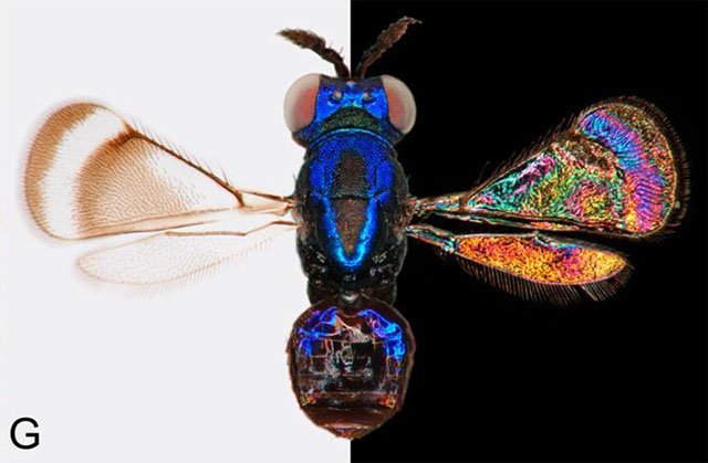 insect wing colours insect wings colour black background