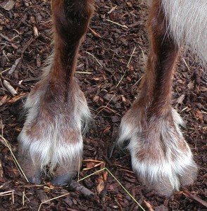 rangifer_tarandus_caribou_feet_photo_credit_tanya_dewey hoofs caribou