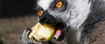 ring-tailed lemur eating ring-tailed lemur eating
