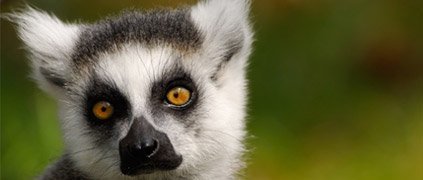 Close up of ring-tailed lemur Close up of ring-tailed lemur
