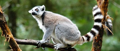 Ring-tailed lemur in a tree Ring-tailed lemur in a tree