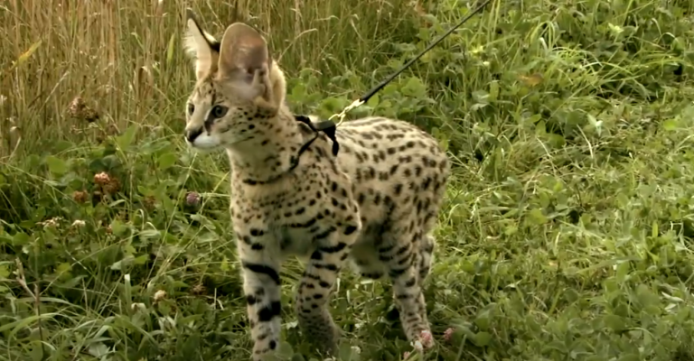 Meet Sammy the Serval!