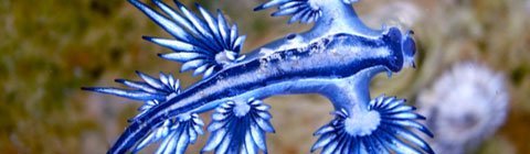 9 Sea Creatures Who Are Out of This World!