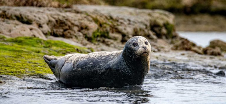 Hype up for harbor seals! Hype up for harbor seals!