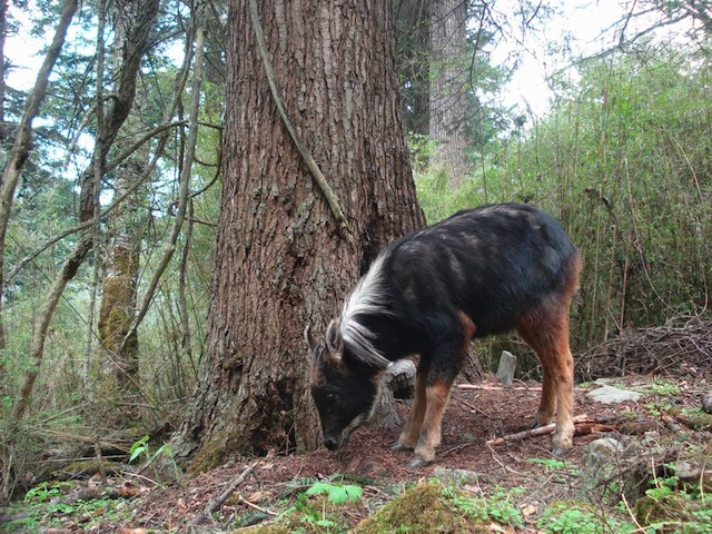 Serow. Photo Credit: Flickr User Siwild chinese serow grazing forest