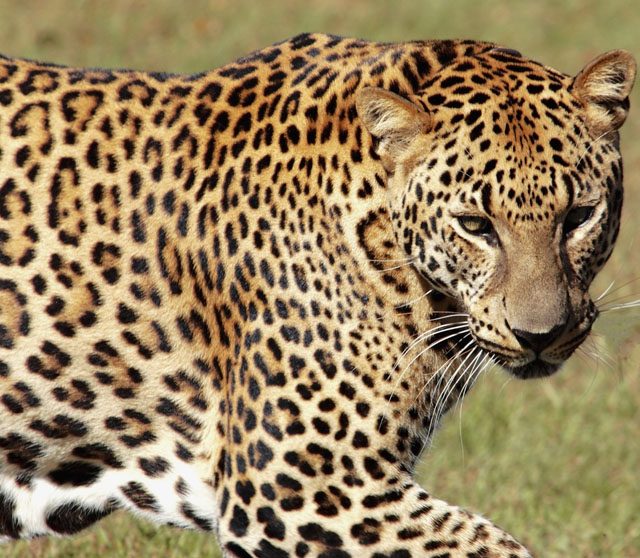 Why are Leopards Spotted?