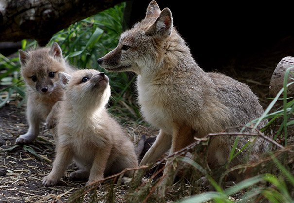 swift fox family
