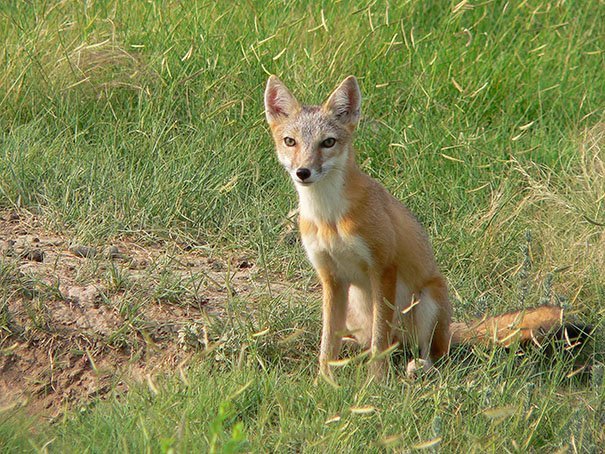 Swift fox in grass