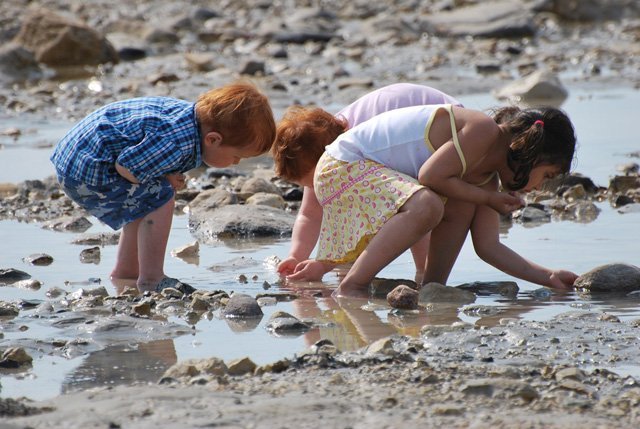 Search for Fossils