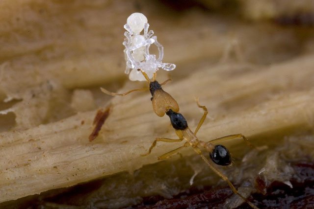 tigress_ant_strumigenys_tirgris_piotr_naskrecki tigress ant strumigenys tirgris