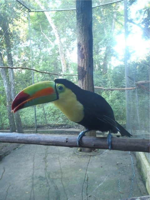 toucan toucan