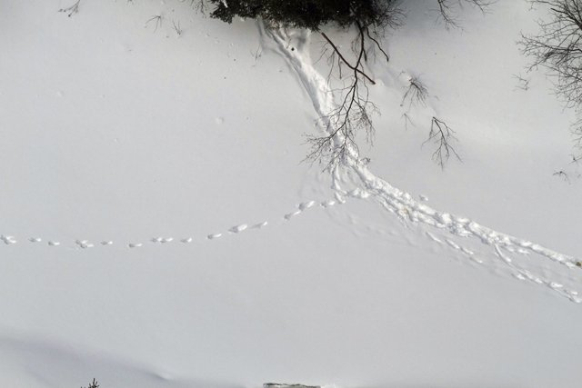 tracks in the snow