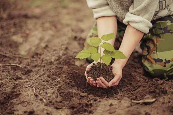 tree planting